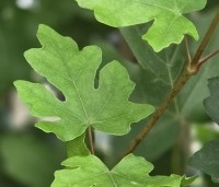 Acer campestre 'Green Column' - Zuilvormige veldesdoorn - 2