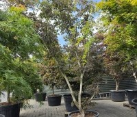 Acer palmatum 'Matsukaze' - Japanse esdoorn - 7