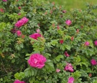 Rosa rugosa - Japanse Bottelroos - 1
