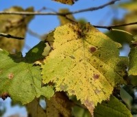 Corylus colurna - Turkse hazelaar - 3