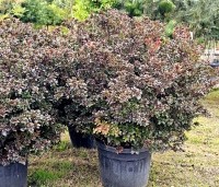Rhododendron (AJ) 'Johanna' - Karmijnrode Japanse Azalea 'Johanna Red' - winterkleur blad