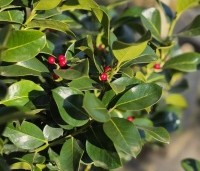 Ilex x Altaclerensis 'Wilsonii' - Hulst - 3