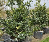 Ilex x Altaclerensis 'Wilsonii' - Hulst - 2