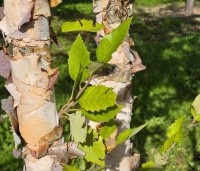Betula nigra - Zwarte berk - 5
