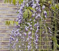 Wisteria floribunda 'Macrobotrys' - Blauwe regen - 4
