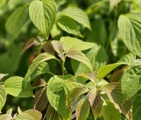 Cornus alternifolia - Kornoelje alternifolia - 1