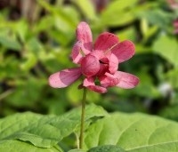 Sinocalycanthus chinensis 'Hartlage Wine' - Specerijstruik  'Hartlage Wine' - 2