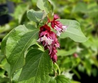 Leycesteria formosa - Grootmoeders oorbellen - 2
