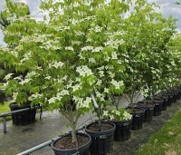 Cornus kousa 'Milky Way' - Japanse grootbloemige Kornoelje - 2