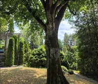 Tilia platyphyllos - Zomerlinde - 1