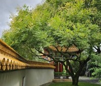 Koelreuteria paniculata - Chinese vernisboom - 1