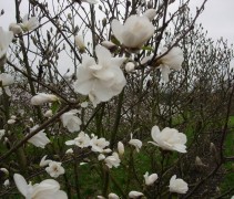 Magnolia kobus