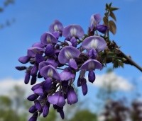 Wisteria brachybotrys 'Yokohama Fuji' - Paarse regen   - 1