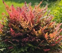 Nandina domestica 'Obsessed' - Hemelse bamboe 'Obsessed' - 3