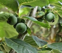 Diospyros 'Nikita's Gift' - Kaki boom 'Nikita's Gift' - 3