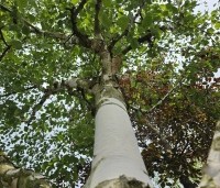 Betula utilis 'Doorenbos' - Himalayaberk - 2