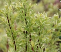 Salix integra 'Flamingo'