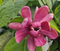 Sinocalycanthus chinensis 'Hartlage Wine' - Specerijstruik  'Hartlage Wine' - 2