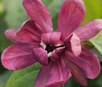 Sinocalycanthus chinensis 'Hartlage Wine' - Specerijstruik  'Hartlage Wine' - 1