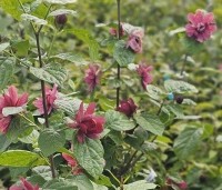Sinocalycanthus chinensis 'Hartlage Wine' - Specerijstruik  'Hartlage Wine' - 3