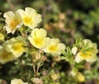 Potentilla fruticosa 'Primrose Beauty' - Ganzerik 'Primrose Beauty' - 3