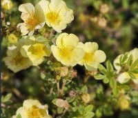 Potentilla fruticosa 'Primrose Beauty' - Ganzerik 'Primrose Beauty' - 2