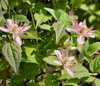 Clematis montana 'Marjorie' - Bosrank 'Marjorie' - 1