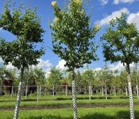 Syringa pekinensis 'China Snow' - Chinese sering 'China Snow' - 3