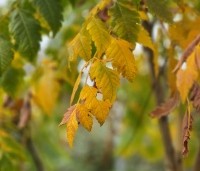 Koelreuteria paniculata - Chinese vernisboom - 2