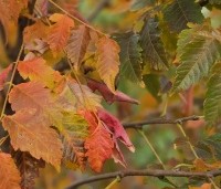 Koelreuteria paniculata - Chinese vernisboom - 3