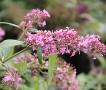 Vlinderstruik 'Pink Delight' in bloei