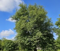Tilia x europaea 'Pallida' - Koningslinde - 1
