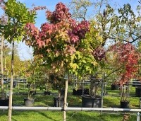 Liquidambar styraciflua 'Gum Ball' - Amberboom 'Gum Ball' - 2