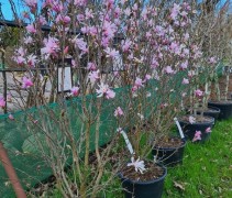 Magnolia loebneri 'Leonard Messel'