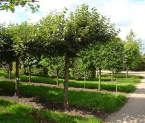 Tilia platyphyllos, dakvorm meerjarig geleid