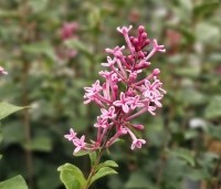 Syringa bloomerang  'Pink Perfume' - Sering 'Pink Perfume'   - 3