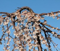 Prunus yedoensis 'Ivensi'