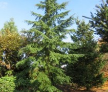 Tsuga canadensis Hemlockspar