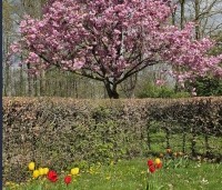 Prunus serrulata 'Kanzan' - Sierkers, kanzan - 3
