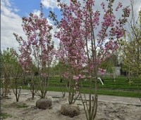 Prunus serrulata 'Kanzan' - Sierkers, kanzan - 2