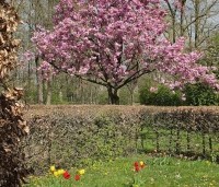Prunus serrulata 'Kanzan' - Sierkers, kanzan - 5