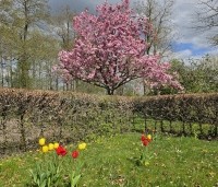 Prunus serrulata 'Kanzan' - Sierkers, kanzan - 4