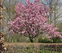 Prunus serrulata 'Kanzan' - Sierkers, kanzan - 6