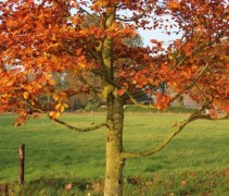 Fagus sylvatica