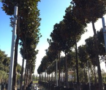Magnolia Grandiflora op rij