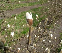 Magnolia stellata knop
