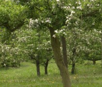 Malus domestica 'Elstar' toepassing