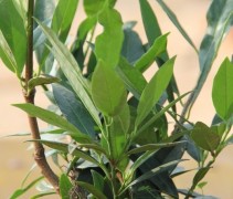 Prunus Laurocerasus 'Otto Luyken' in pot