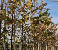 Tilia x europaea 'Pallida' - Koningslinde - 4
