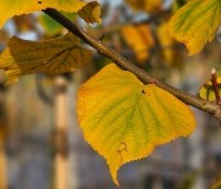 Tilia x europaea 'Pallida' - Koningslinde - 1